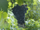 P1040478.gif